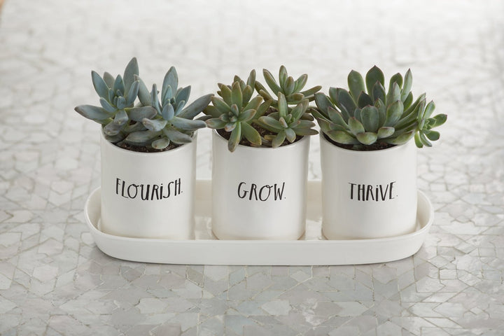 set of three plant pots Rae Dunn Stem Print Three-Bulb Planter Set with Tray – Modern Rustic Home